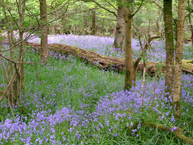 Bluebells in Roydon Woods © Jim Champion :: Geograph Britain and Ireland