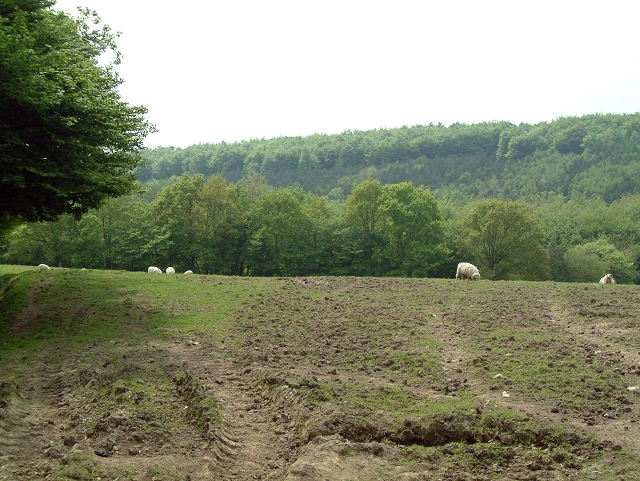 High Wood from Netherfield Place Farm