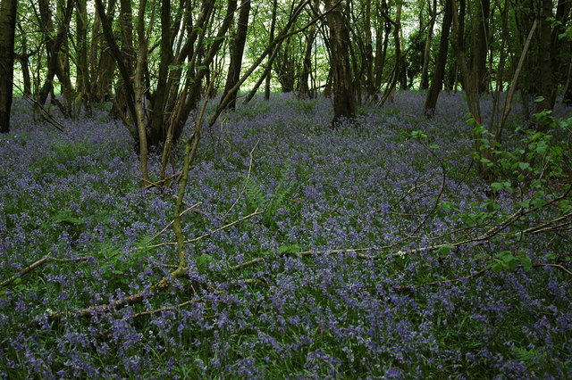 Bluebell carpet south of the Hatch Plantation