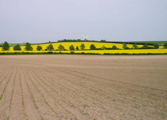 Fields near Fulbourn
