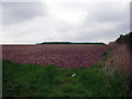 Looking towards the Reservoir