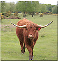 Cattle on Butts Lawn, Brockenhurst