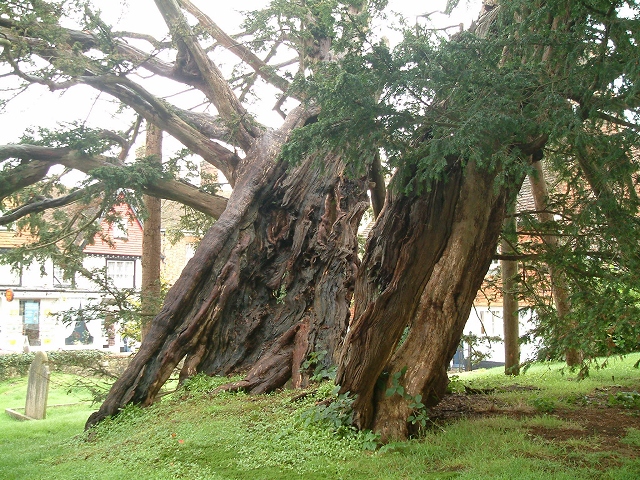 Yew Tree in Rotherfield Churchyard © David Saunders ccbysa/2.0