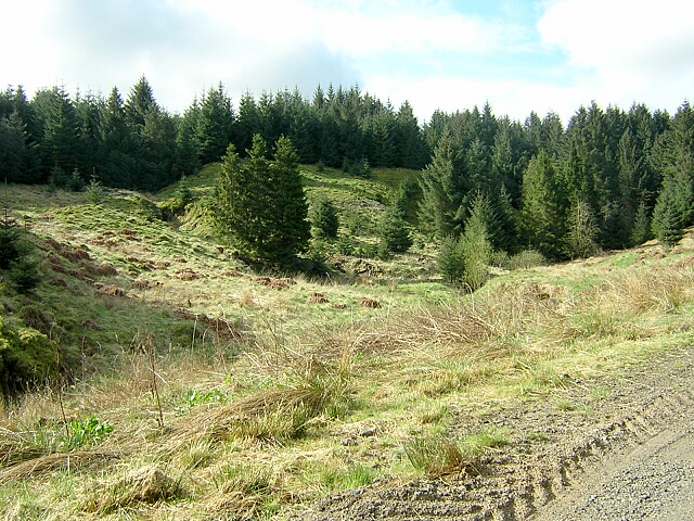 Hillside in Carron Valley Forest