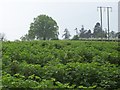 Orchard windpump