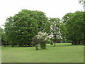 Hornbeam and Hawthorn, Halliford Park