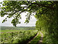 Green Lane near Warren Farm, Shalden