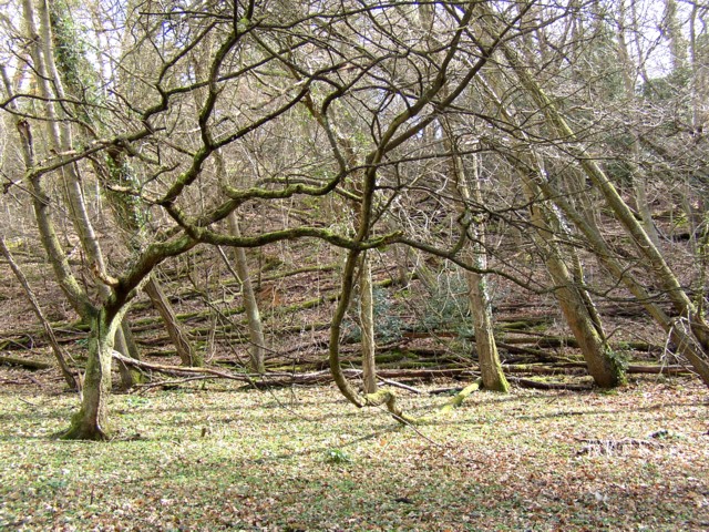 Unmanaged woodland, Hurtmore, Shackleford