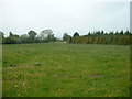 Dandelion field near Rowton