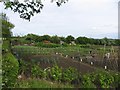 Allotments at Manton