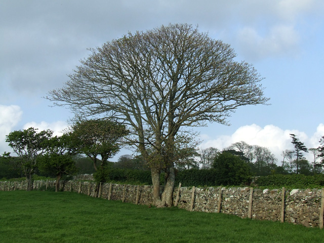 Trees on the edge of the field