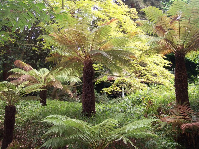 Exotic Ferns, Davenham, Malvern