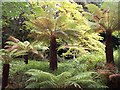 Exotic Ferns, Davenham, Malvern