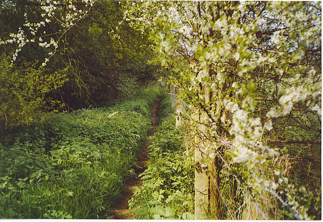 Wey South Path South-West of Rowly.