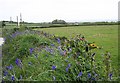 Flower-covered Bank and Farmland