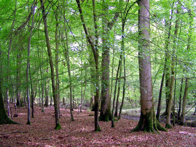 Spring woodland alongside the Lymington... © Jim Champion :: Geograph ...