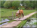 Pony on a footbridge, Butts Lawn, New Forest