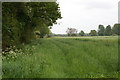 Cow Parsley, Hedgerows and Wheat