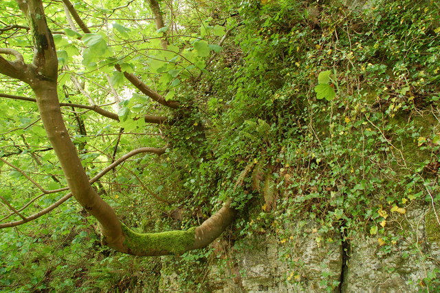Sycamore tree, Glenoe glen