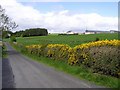 Crockanirmore Townland