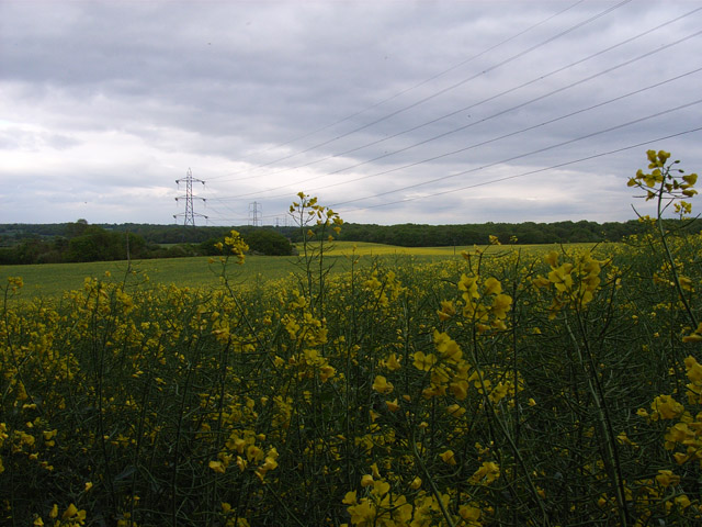 Farmland near Ewhurst Park