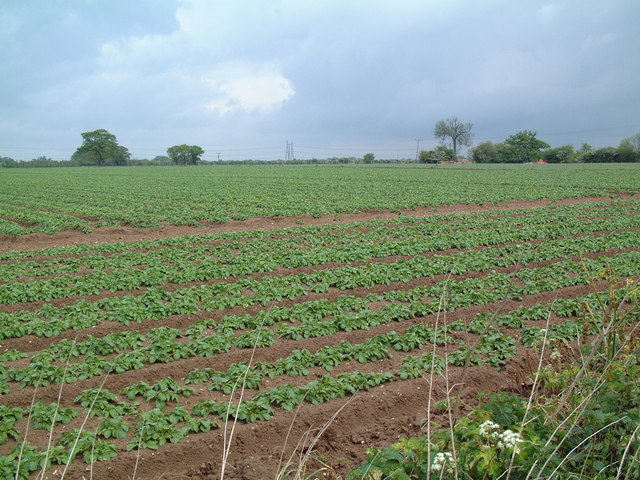 Farmland near Knodishall