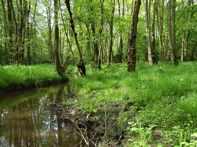 Woodland stream, Frith Common