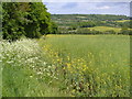 Bourne valley from Hamptons Road