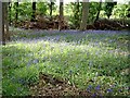 Bluebells in Rod Wood