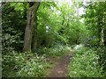 Footpath through Billing Lings