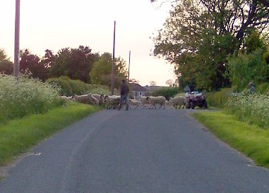 Sheep at Wescoe Hill