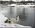 Looking upstream on the Kinermony Beat of the River Spey.