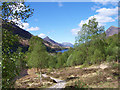 The birchwoods above  Kinlochleven