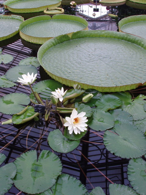 Water lilies at Kew Gardens