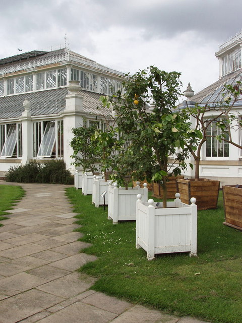 Citrus tree collection, Kew Gardens