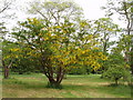 Laburnum, Kew Gardens