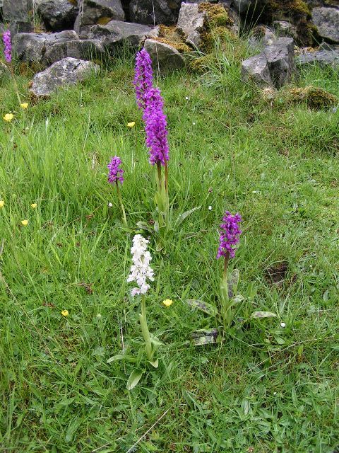 Early Purple Orchid, Horseshoe Dale