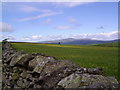 Wall and Buttercups