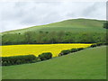 Pasture and rape field