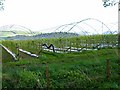 Raspberry cultivation, Colbeggie Farm near Ardler