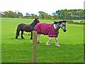 Horses at East Keillor