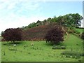 Copper Beeches & Gorse