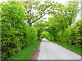 Tree-lined road near Milton of Dellavaird