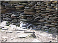HY7652 : Ground nesting fulmar by Lis Burke