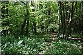 Deciduous Woodland near Stennack