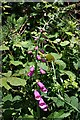 Foxglove - Digitalis purpurea