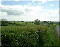 Hedges near Little Raws