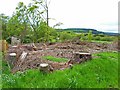 Cleared woodland at Snob Cottage