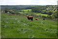 Highland cattle in Herefordshire