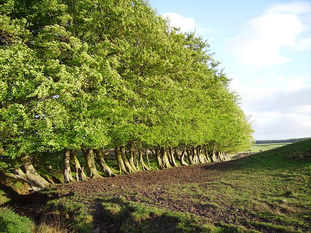 Grown out beech hedge